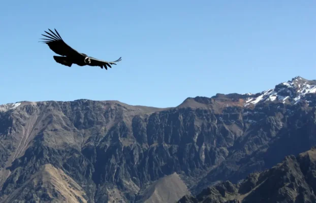 Valle del Colca: el viaje donde Arequipa muestra naturaleza, cultura y el vuelo del cóndor