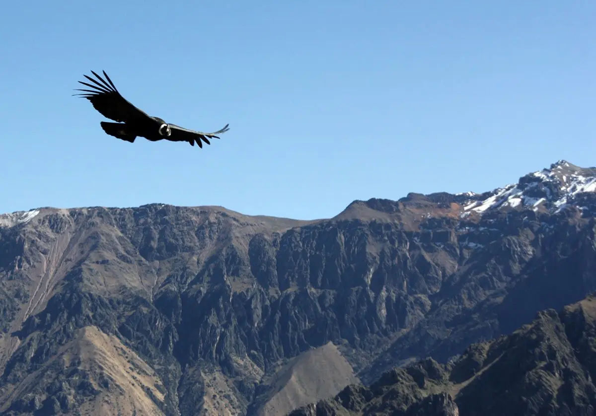 Valle del Colca: el viaje donde Arequipa muestra naturaleza, cultura y el vuelo del cóndor